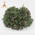 Grade A Small Leaf Preserved Hydrangea with More than 40 Colors 3