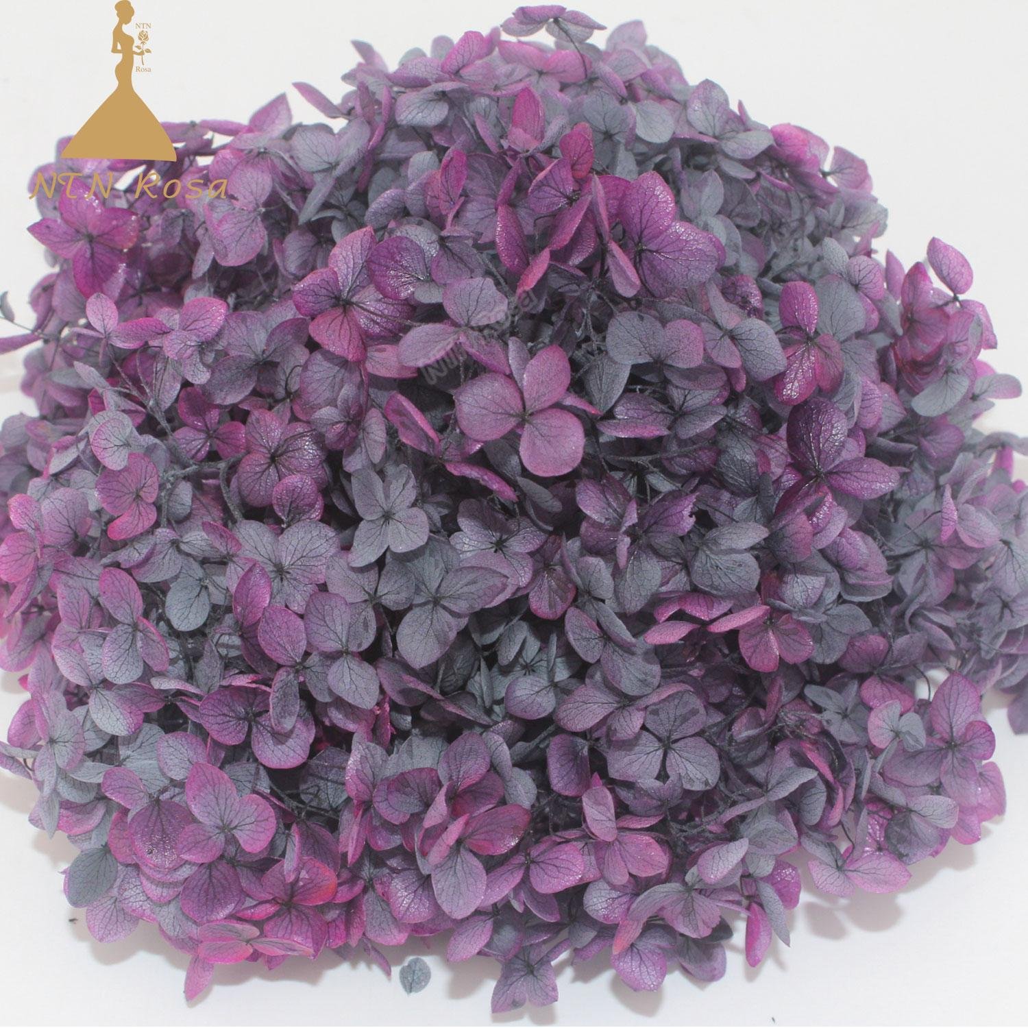 Grade A Small Leaf Preserved Hydrangea with More than 40 Colors 5