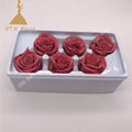 5-6cm Most Popular Colorful Stabilized Flowers for Flower Shop Decor 2