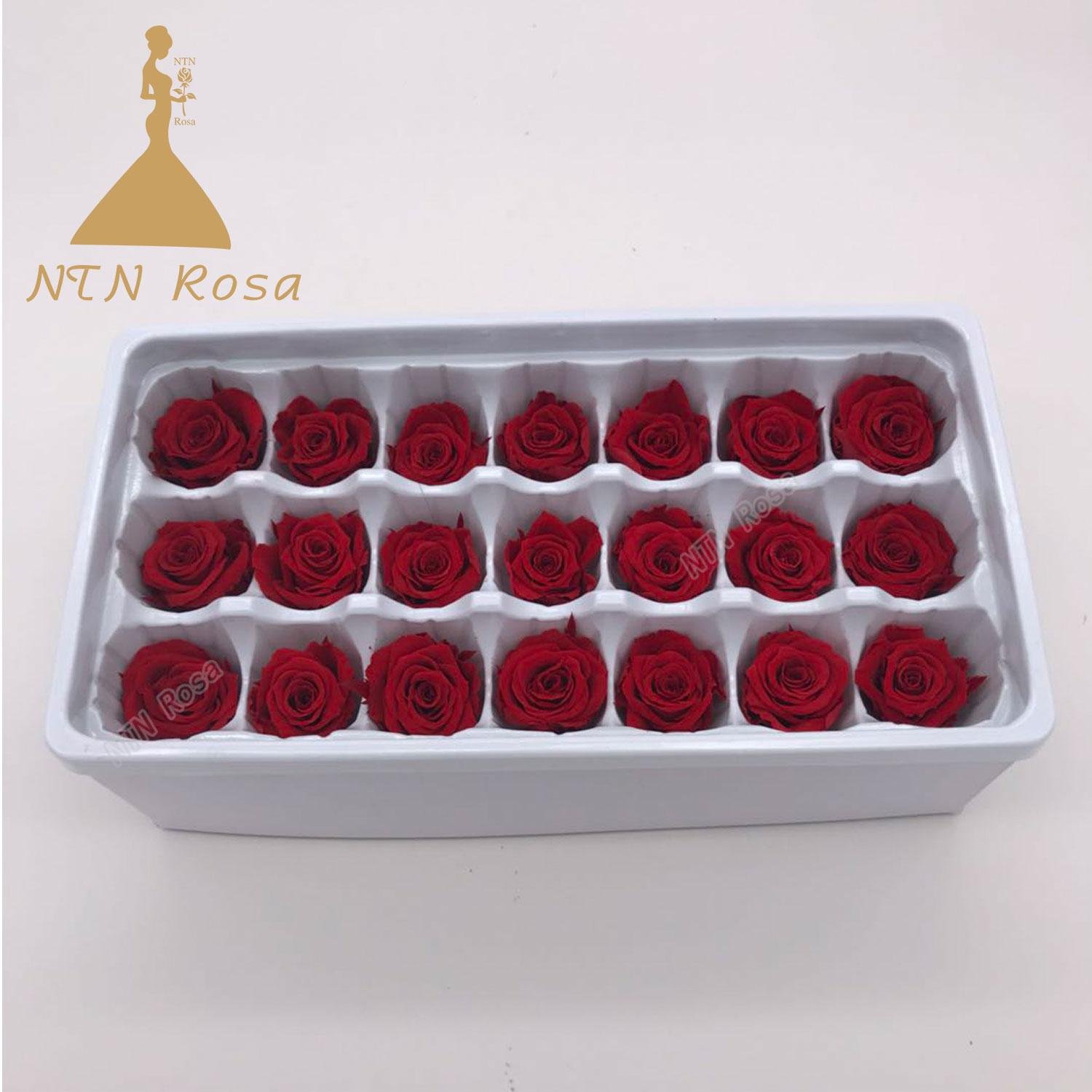 2-3cm Factory Supply Best Selling Red Preserved Roses at Cheapest Price 4