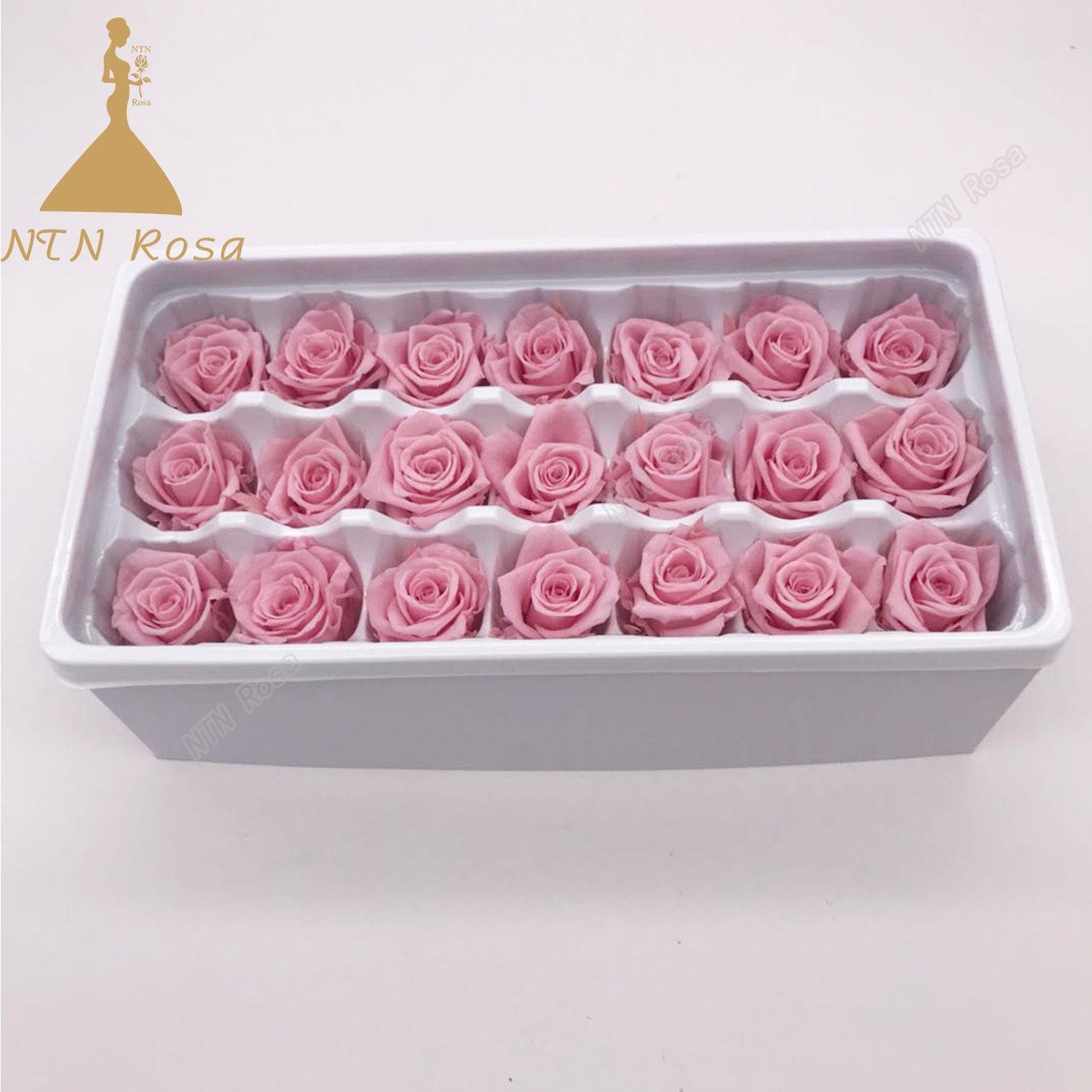 2-3cm Factory Supply Best Selling Red Preserved Roses at Cheapest Price 5