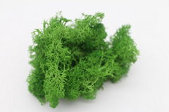 Preserved Reindeer Moss for Floral Centerpiece Arrangement