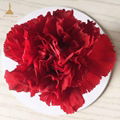 5-6 cm Red  Preserved Carnation Flower