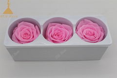 Grade A 6-7cm Preserved Rose Flower 