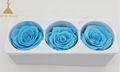 Grade A 6-7cm Preserved Rose Flower  5