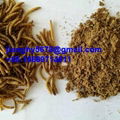 dried mealworm 1