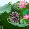 Black Iron Shell Lotus Seed Nut Kernel Lotus Extract 5