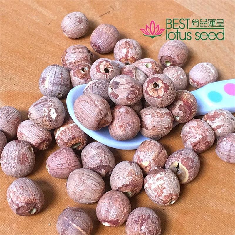Red Lotus Seed Nut Kernel Lotus Extract