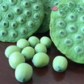 Fresh Fruit Lotus Seed Nut Kernel Lotus