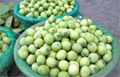 Fresh Fruit Lotus Seed Nut Kernel Lotus Seed Pod Head 4