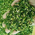Lotus Seed Extract Core Plumule 2