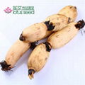 Fresh Frozen Edible Lotus Root Rhizome Vegetable