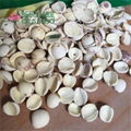 Half Lotus Seed Nut Kernel Lotus Extract Paste 4