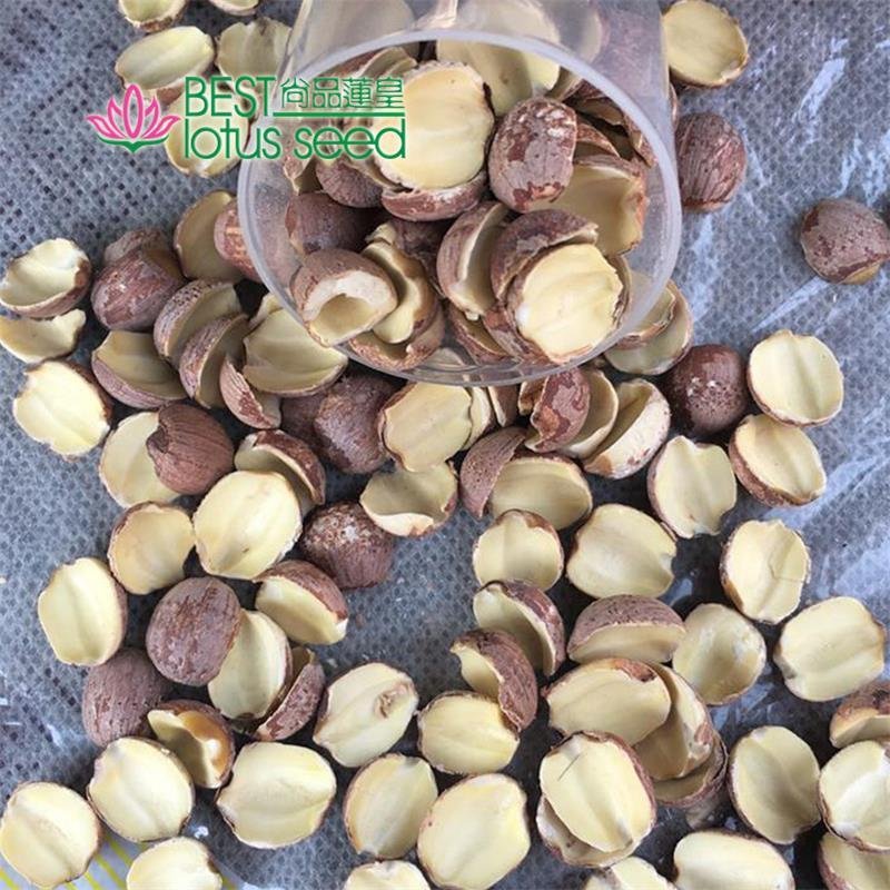 Half Lotus Seed Nut Kernel Lotus Extract Paste