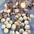 Half Lotus Seed Nut Kernel Lotus Extract Paste 5
