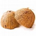 Coconut Shells 2