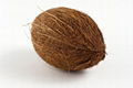 Semi Husked Mature Coconut 1