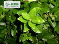 Citrus Aurantium Extract