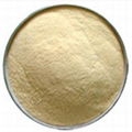 High Quality Garlic Extract 1%-5% Allicin