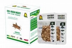 Eco Fresh Cricket Suitable For Reptile