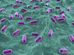 Probiotics  Lactobacillus acidophilus 