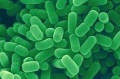 Probiotics Lactobacillus plantarum
