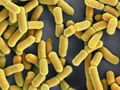 Probiotics Lactobacillus rhamnosus