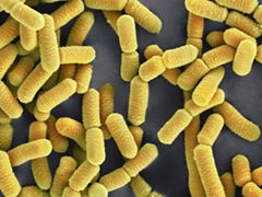 Probiotics Lactobacillus rhamnosus 