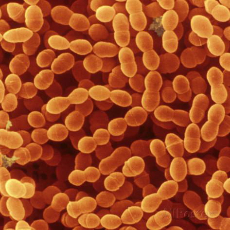 Streptococcus thermophilus 