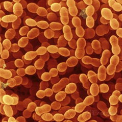 Streptococcus thermophilus