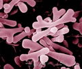 Probiotics Bifidobacterium bifidum