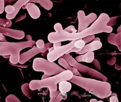 Probiotics Bifidobacterium bifidum 