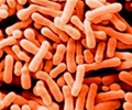 Probiotics Bifidobacterium animals