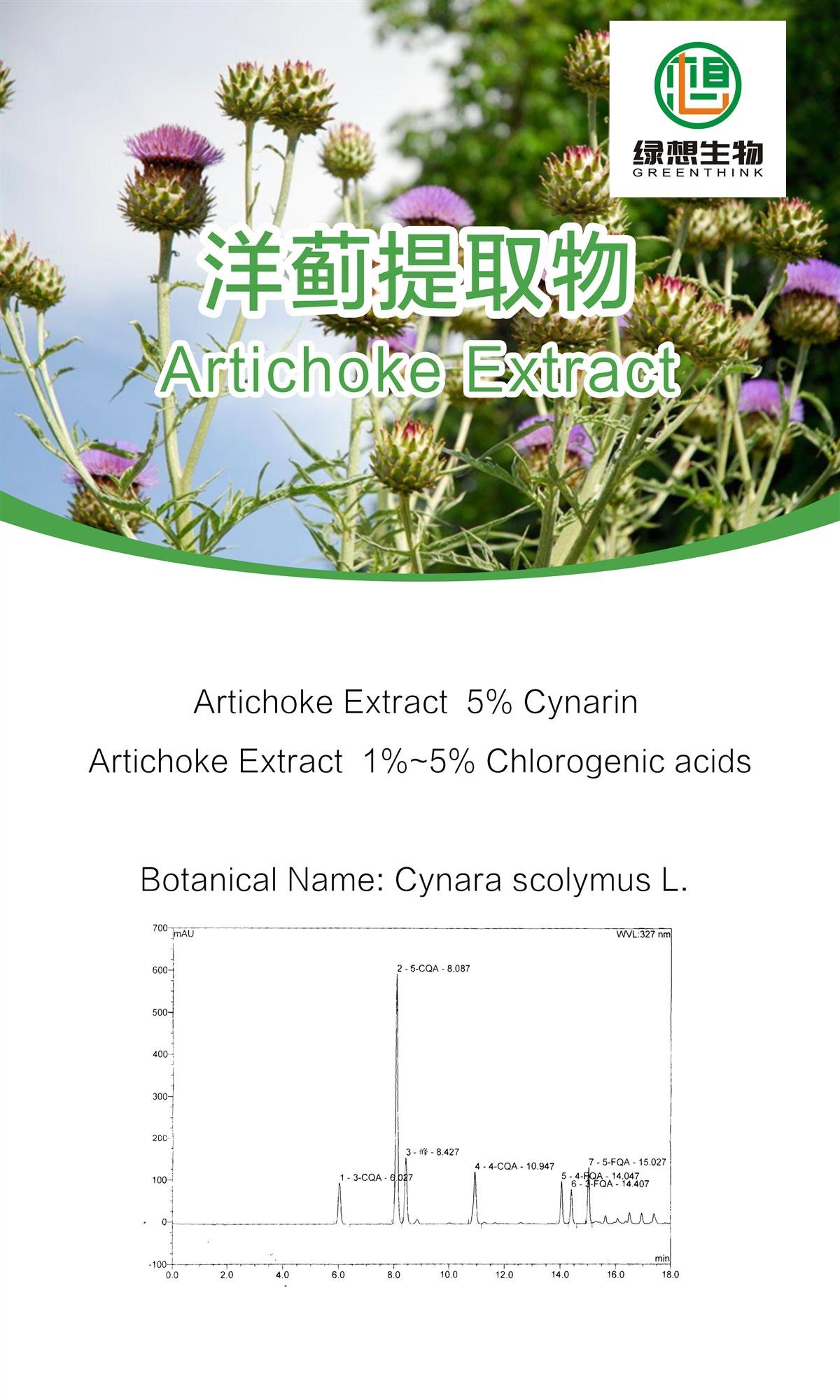 Artichoke Extract 5% cynarin