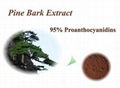 Pine Bark Extract 95% Proanthocyanidins 2