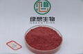  red yeast rice extract powder 0.2% Monacoln K  3