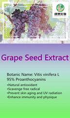 Grape Seed Extract