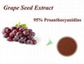 Grape Seed Extract 2