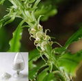 Huperzia Serrata Extract 2