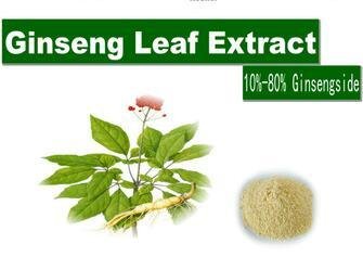 Ginseng Leaves Extract  2