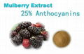 Mulberry Extract 2