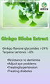 Ginkgo Biloba Extract