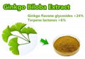 Ginkgo Biloba Extract 2