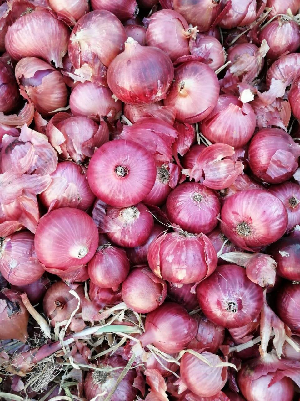 Fresh Onion 2