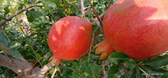 Fresh Pomegranate 