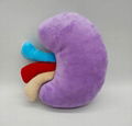 Happy organ plush 2-Sided Kidney Plush Pillow Plush Organ Toy Stuffed kidney toy 3