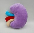 Happy organ plush 2-Sided Kidney Plush Pillow Plush Organ Toy Stuffed kidney toy