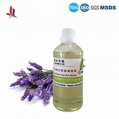 Pure Natural Lavender Oil Manufacturer Supply