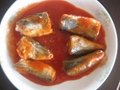 canned Sardine in Tomato Suace 4