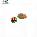African kiwi fruit extract powder 1